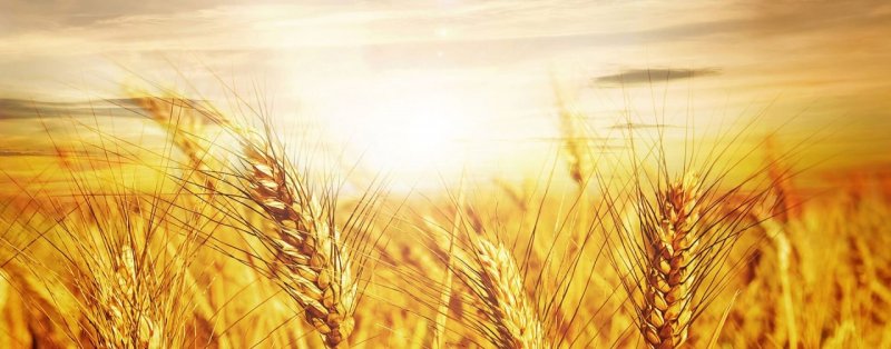 Поле с колосьями