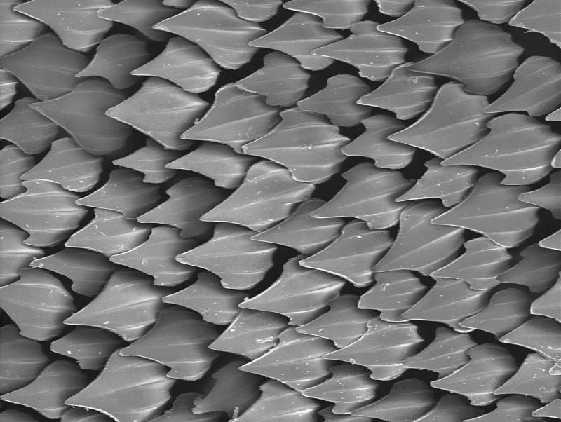 Плакоидная чешуя акулы