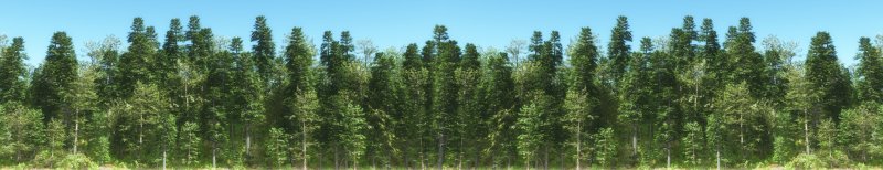 Хвойный лес панорама