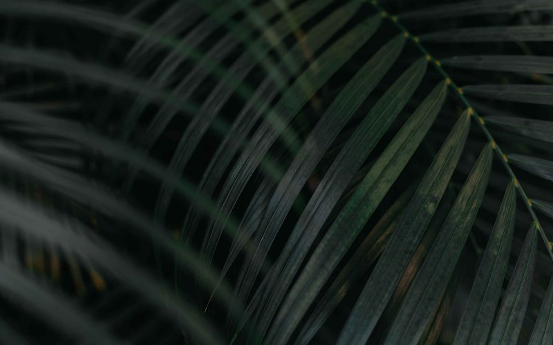Тропические пальмовые листья
