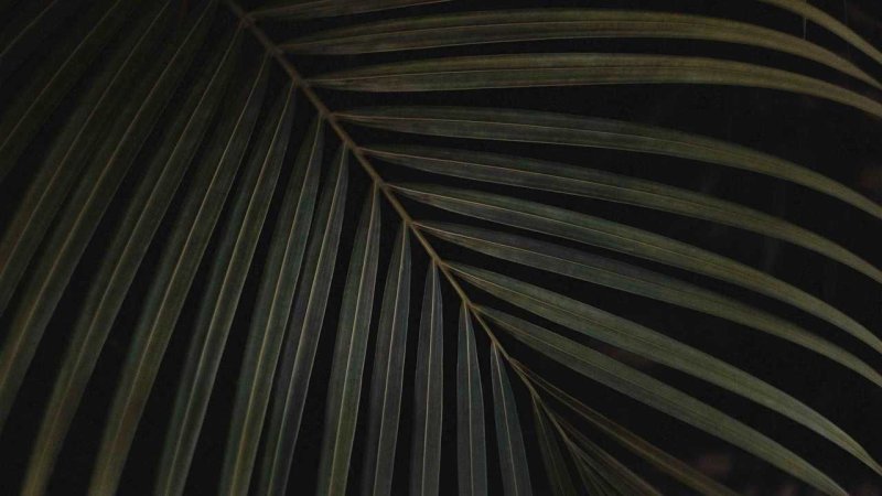 Тропические листья