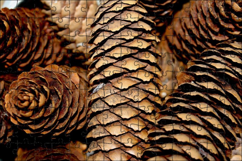 Шишка текстура