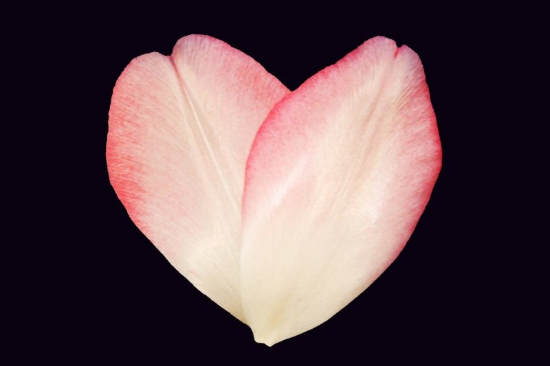 Тюльпан референс