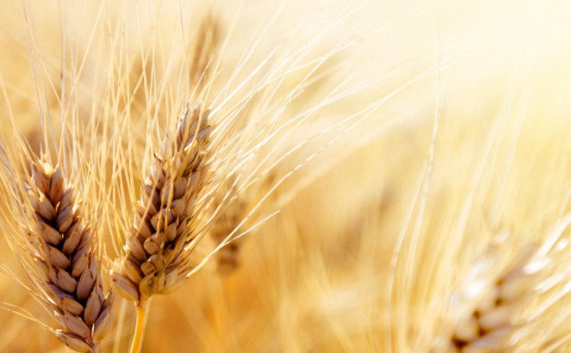 Колосья пшеницы