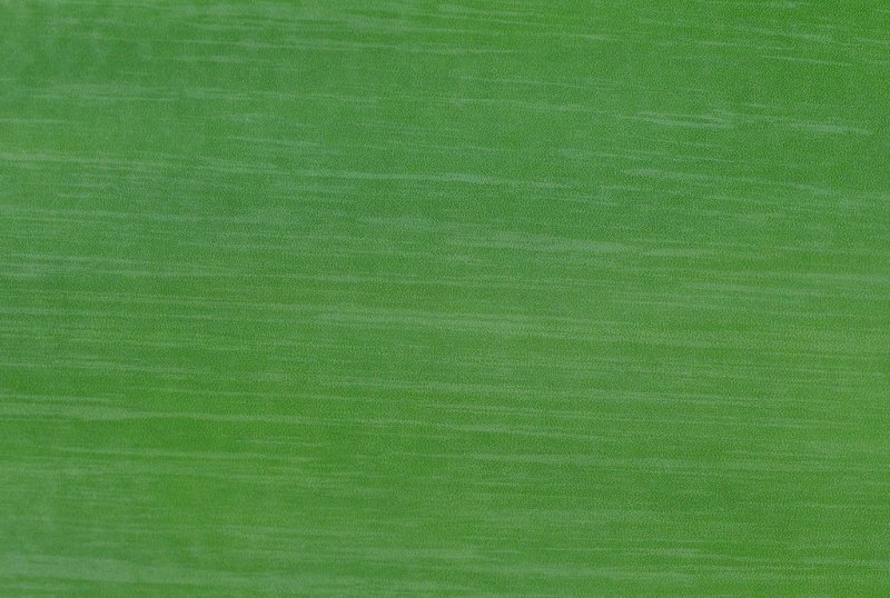 Текстура зеленого стебля
