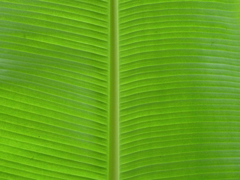 Текстура листьев пальмы