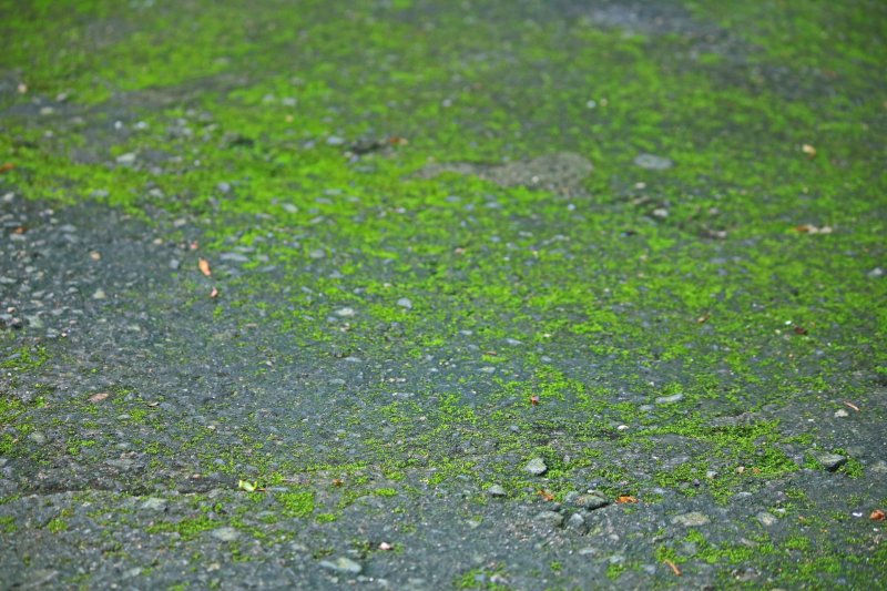 Мох на асфальте