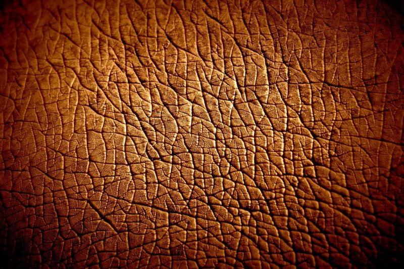 Фактура кожи