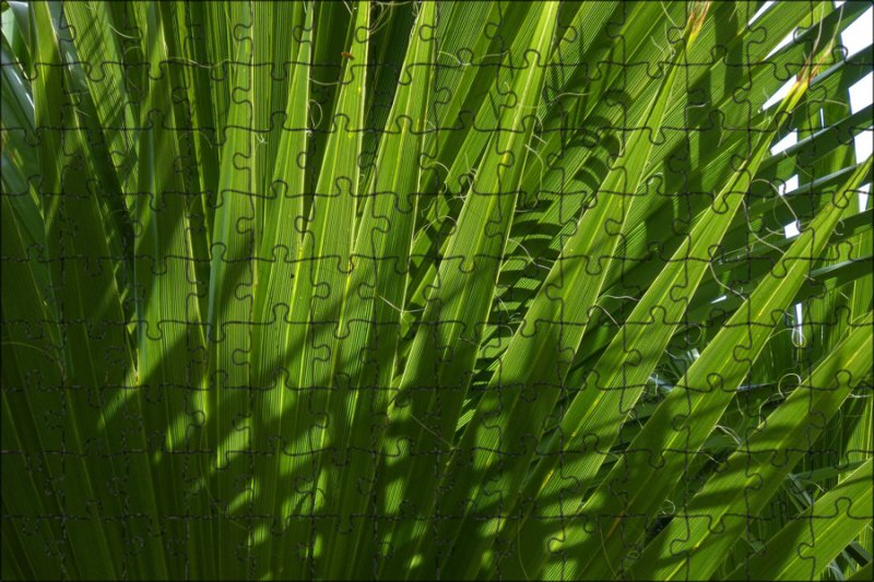 Текстура листьев пальмы