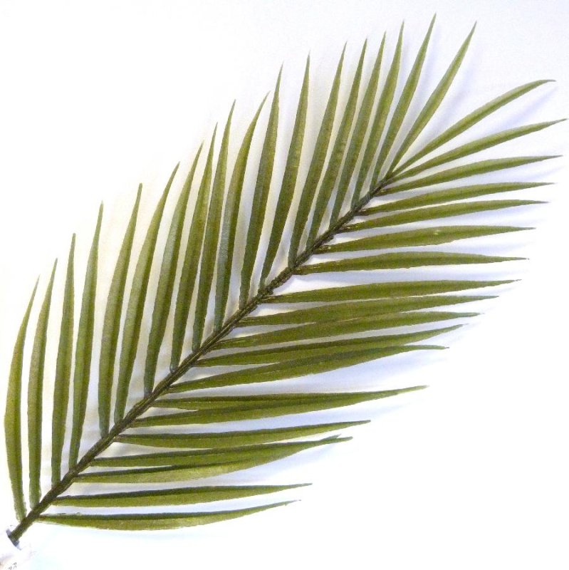 Лист пальмы