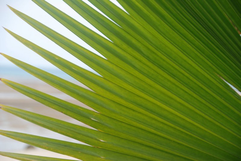 Лист пальмы