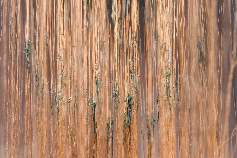 Текстура бамбукового дерева