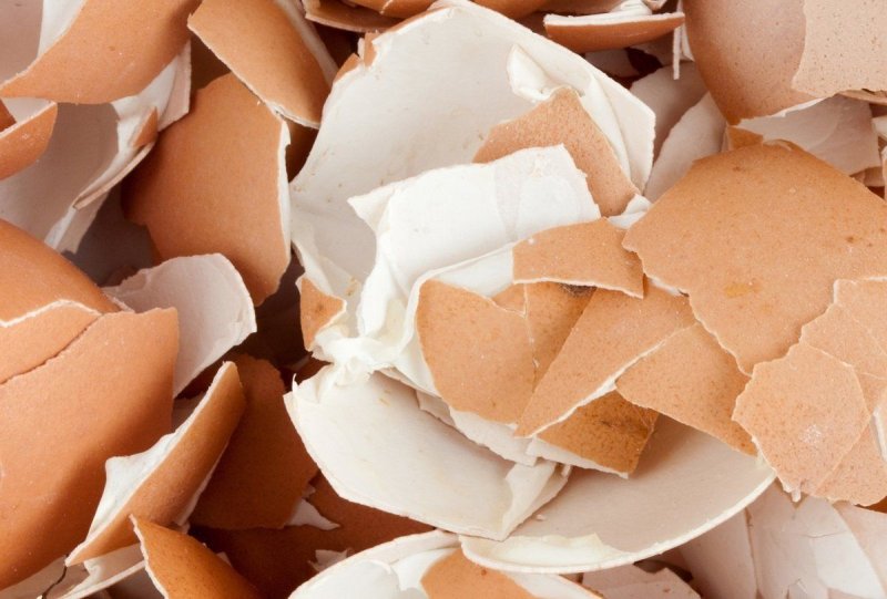 Скорлупа яичная