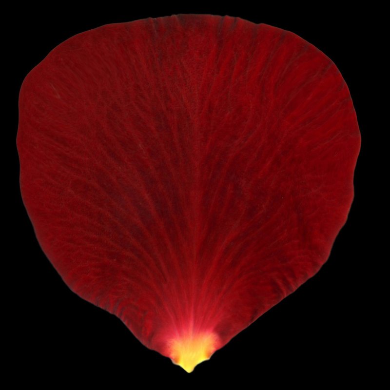 Лепестки роз референс