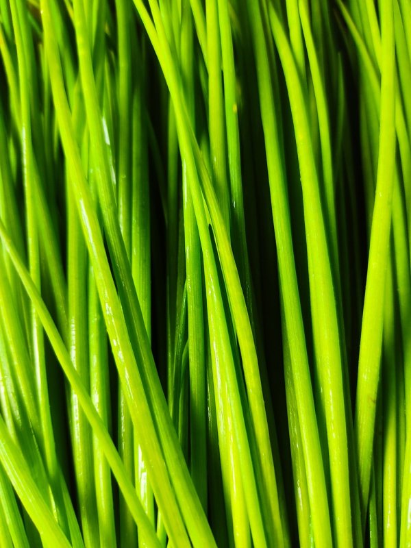 Сочная трава