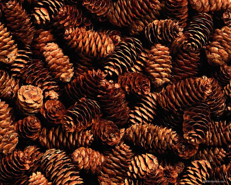 Текстура шишки