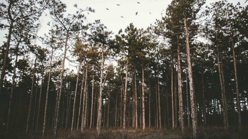 Сосновый лес