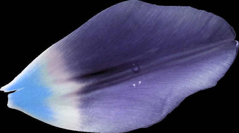 Синий лепесток