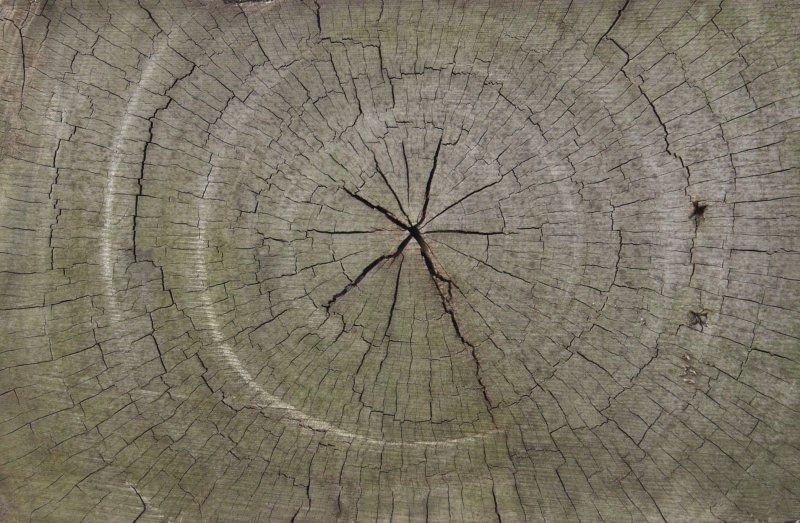 Срез дерева