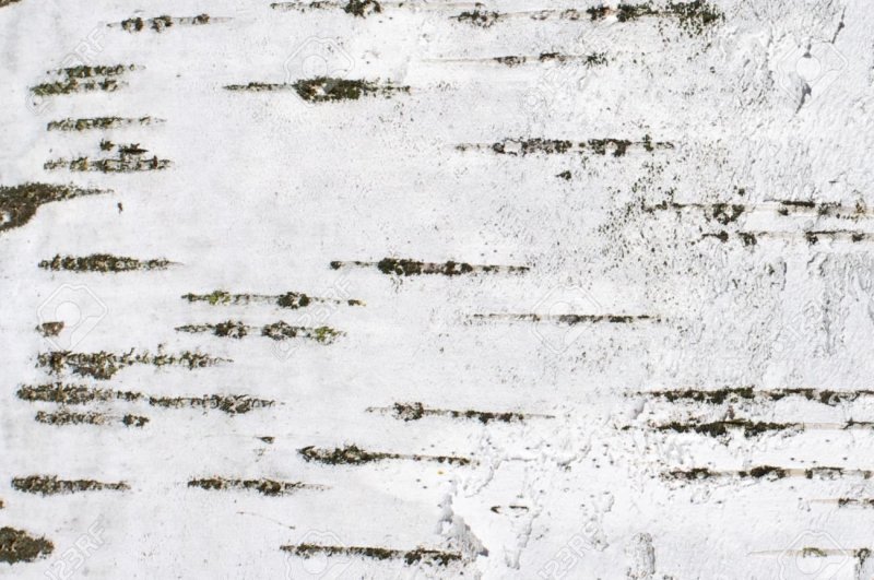 Береста кора березы