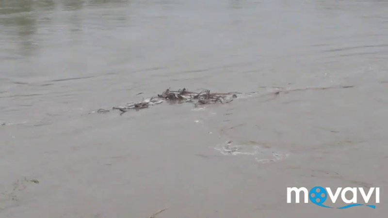 Золотая Нива 245 металлик