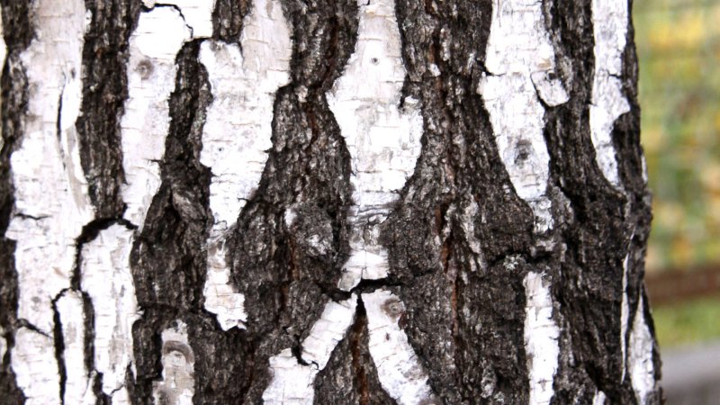 Ствол березы