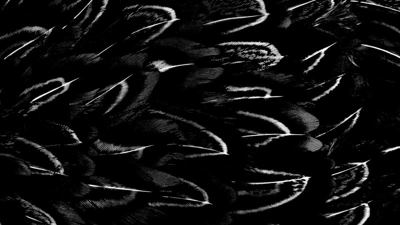 Перья текстура