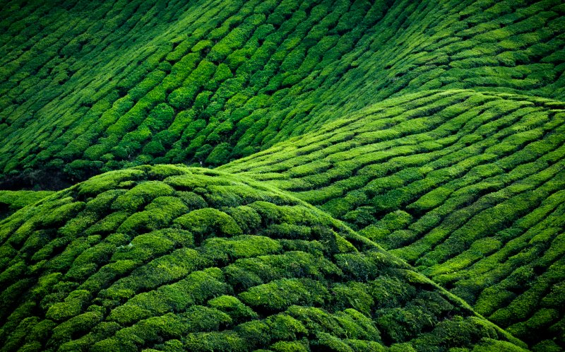 Плантации мха