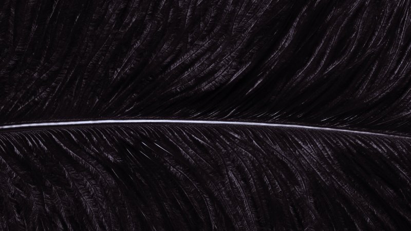 Черные перья