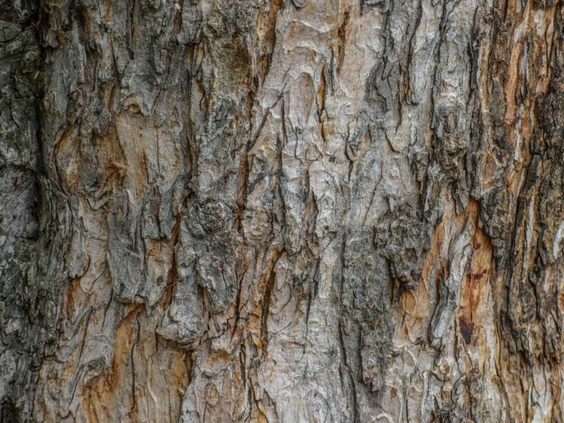 Бороздчатая кора дерева