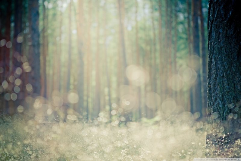 Размытый фон