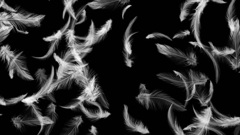 Летающие перья