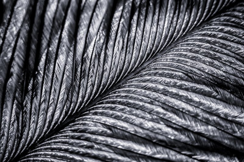 Перья текстура