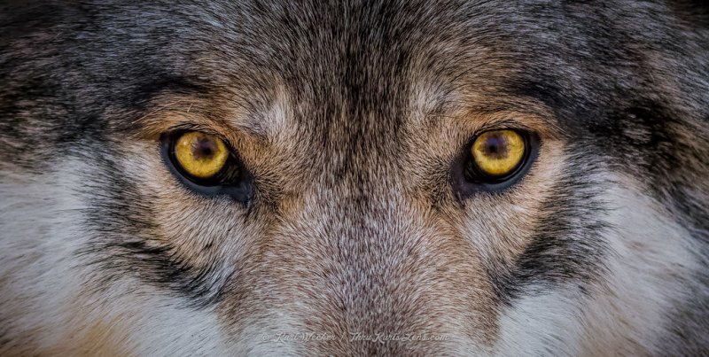 Глаз волка