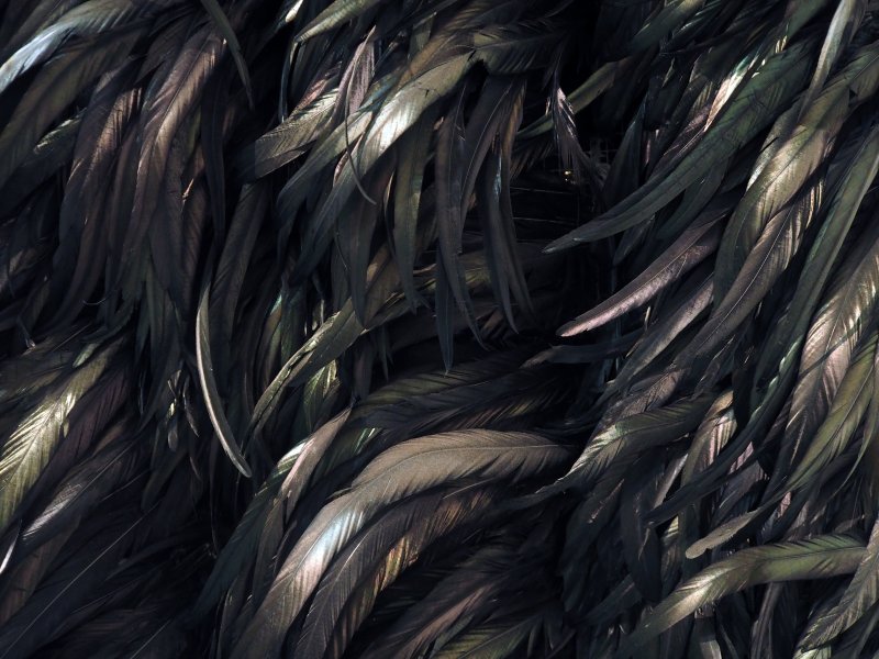 Черные перья