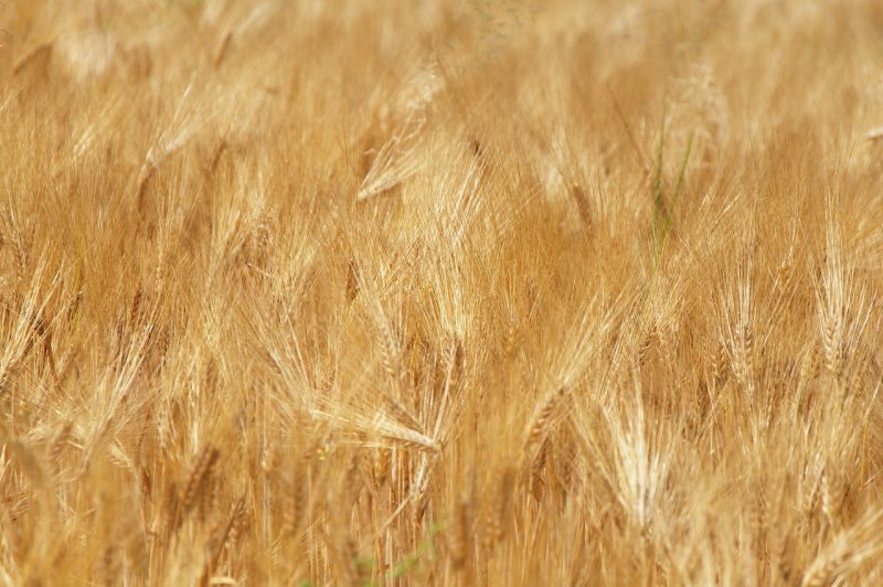 Пшеничное поле