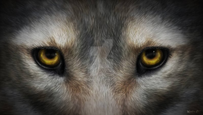 Взгляд волка