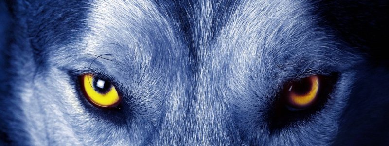Гетерохромия у Волков