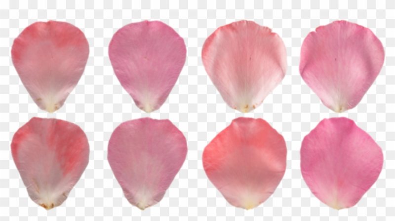 Текстура лепестка