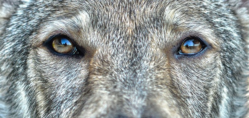 Цвет глаз волка