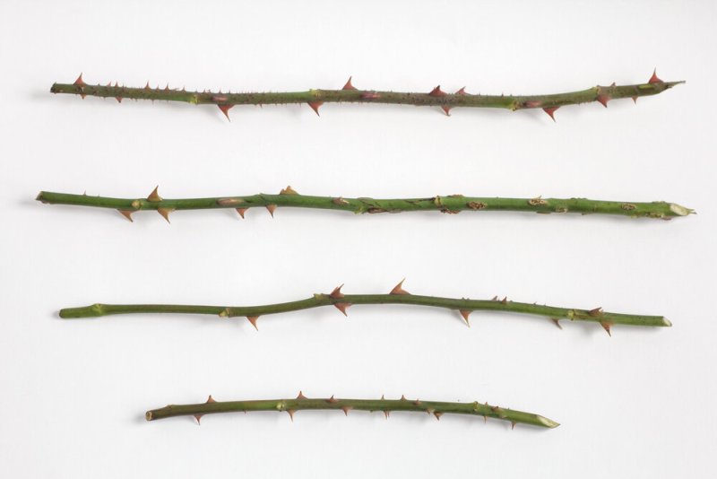 Стеблевые колючки