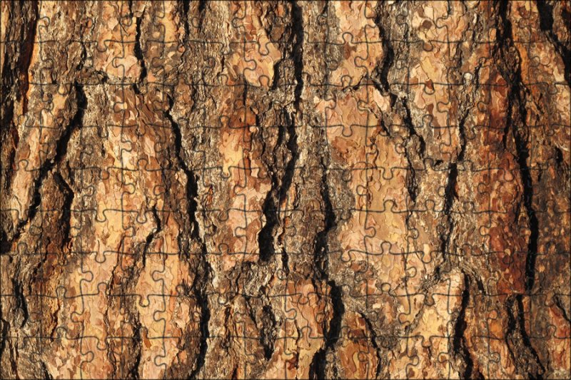 Бороздчатая кора