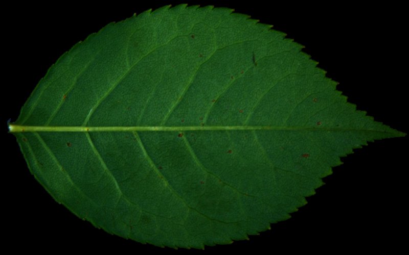 Листья розы