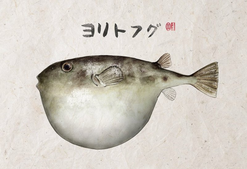 Рыба фугу картинки