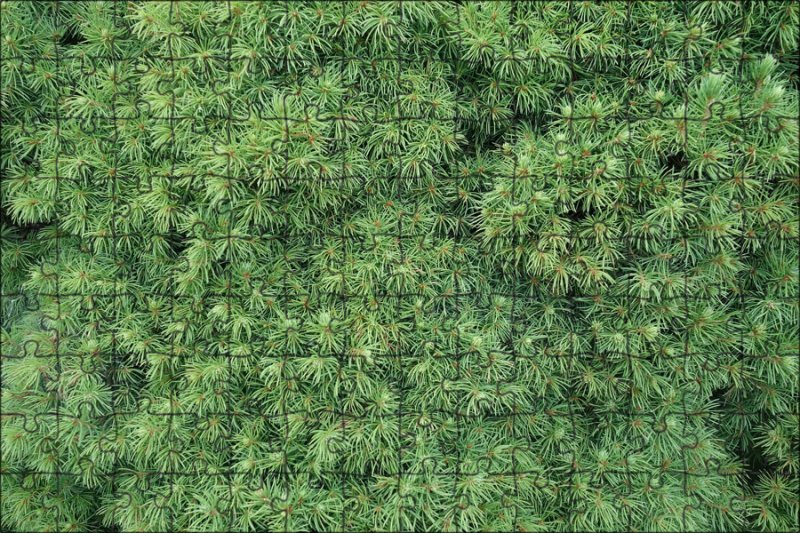 Можжевельник жесткосемянный