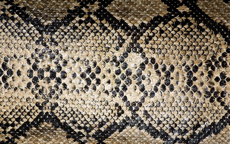 Змеиная чешуя питон