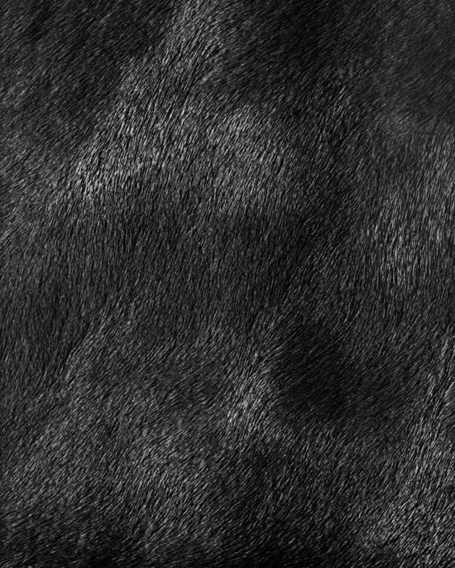 Черная шерсть