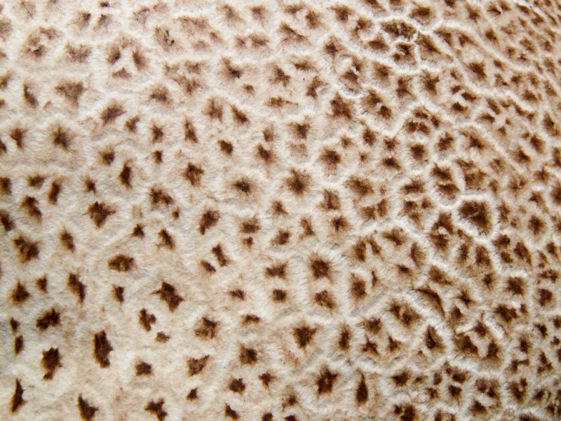 Текстура гриба