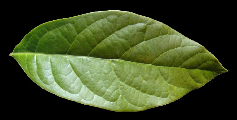 Текстура листа яблони