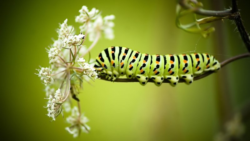 Papilio Machaon гусеница